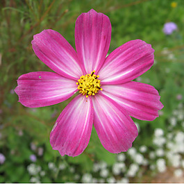 位圖 植物攝影 寫實(shí)花卉 花朵 數(shù)碼照片 免費(fèi)素材