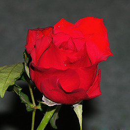 位圖 植物攝影 寫實(shí)花卉 花朵 玫瑰 免費(fèi)素材