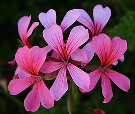 位圖 植物攝影 寫實(shí)花卉 花朵 數(shù)碼照片 免費(fèi)素材