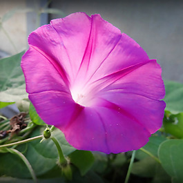 位圖 植物攝影 寫(xiě)實(shí)花卉 花朵 數(shù)碼照片 免費(fèi)素材