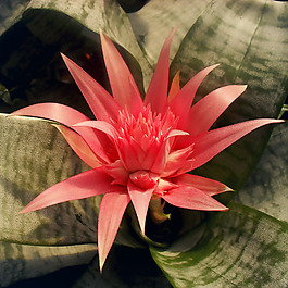 位圖 植物攝影 寫實(shí)花卉 花朵 數(shù)碼照片 免費(fèi)素材