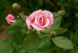 位圖 植物攝影 寫實(shí)花卉 花朵 玫瑰 免費(fèi)素材