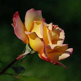 位圖 植物攝影 寫(xiě)實(shí)花卉 花朵 玫瑰 免費(fèi)素材
