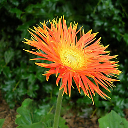 位圖 植物攝影 寫(xiě)實(shí)花卉 花朵 菊花 免費(fèi)素材