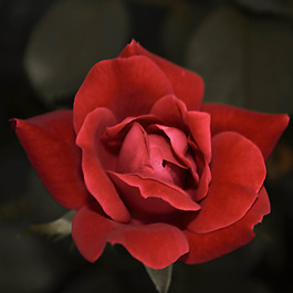 位圖 植物攝影 寫(xiě)實(shí)花卉 花朵 玫瑰 免費(fèi)素材