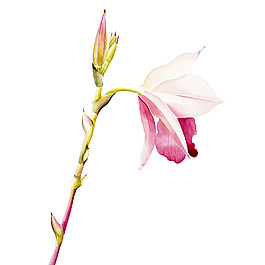 位圖 植物 寫意花卉 花朵 免費素材