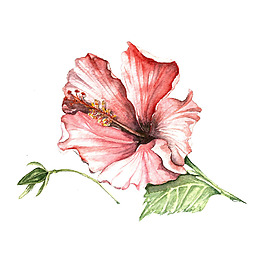 位圖 植物 寫意花卉 花朵 杜鵑 免費(fèi)素材