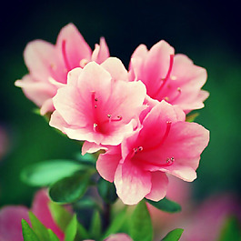 位圖 植物攝影 寫實(shí)花卉 花朵 杜鵑 免費(fèi)素材