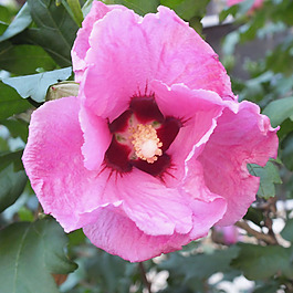 位圖 植物攝影 寫實花卉 花朵 數(shù)碼照片 免費素材