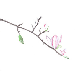 位圖 植物 寫意花卉 花朵 玉蘭花 免費(fèi)素材