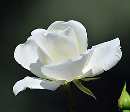 位圖 植物攝影 寫實(shí)花卉 花朵 數(shù)碼照片 免費(fèi)素材