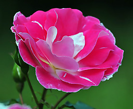 位圖 植物攝影 寫實(shí)花卉 花朵 菊花 免費(fèi)素材