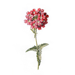 位圖 植物 寫意花卉 花朵 免費(fèi)素材