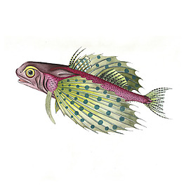位圖 插畫(huà) 動(dòng)物插畫(huà) 藝術(shù)效果 手繪 免費(fèi)素材