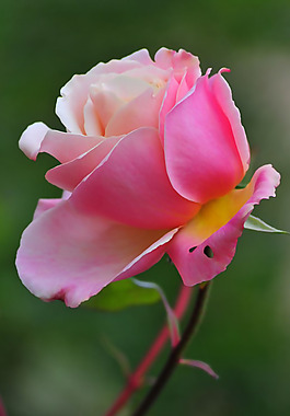 位圖 植物攝影 寫(xiě)實(shí)花卉 花朵 玫瑰 免費(fèi)素材