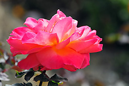 位圖 植物攝影 寫實花卉 花朵 數(shù)碼照片 免費素材