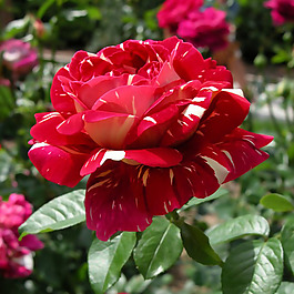 位圖 植物攝影 寫(xiě)實(shí)花卉 花朵 數(shù)碼照片 免費(fèi)素材
