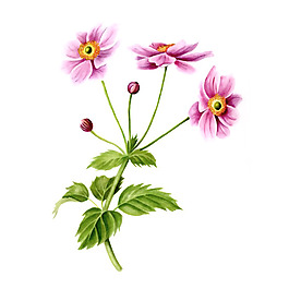 位圖 植物 寫意花卉 花朵 免費(fèi)素材
