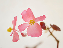 位圖 植物攝影 寫實花卉 花朵 數(shù)碼照片 免費素材