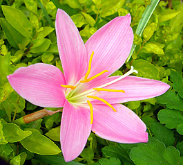 位圖 植物攝影 寫(xiě)實(shí)花卉 花朵 百合 免費(fèi)素材