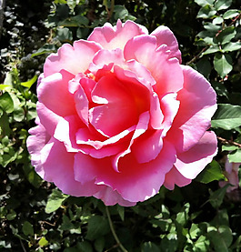 位圖 植物攝影 寫實(shí)花卉 花朵 玫瑰 免費(fèi)素材