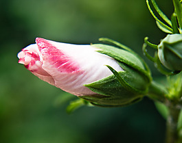 位圖 植物攝影 寫實(shí)花卉 花朵 玫瑰 免費(fèi)素材