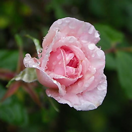 位圖 植物攝影 寫實(shí)花卉 花朵 玫瑰 免費(fèi)素材