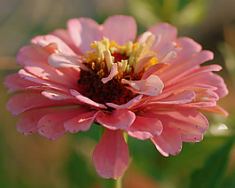 位圖 植物攝影 寫實(shí)花卉 花朵 菊花 免費(fèi)素材
