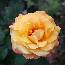位圖 植物攝影 寫實(shí)花卉 花朵 玫瑰 免費(fèi)素材
