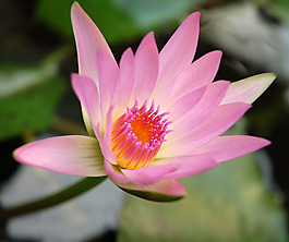 位圖 植物攝影 寫實花卉 花朵 蓮花 免費素材