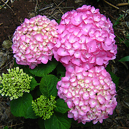 位圖 植物攝影 寫實(shí)花卉 花朵 繡球花 免費(fèi)素材