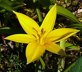 位圖 植物攝影 寫(xiě)實(shí)花卉 花朵 百合 免費(fèi)素材