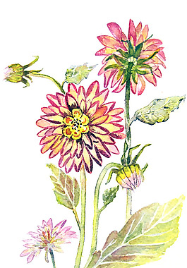 位圖 植物 寫意花卉 花朵 免費(fèi)素材