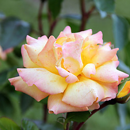 位圖 植物攝影 寫實(shí)花卉 花朵 數(shù)碼照片 免費(fèi)素材