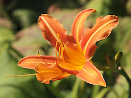 位圖 植物攝影 寫實花卉 花朵 百合 免費素材