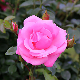 位圖 植物攝影 寫實(shí)花卉 花朵 玫瑰 免費(fèi)素材