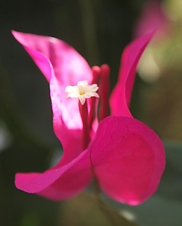 位圖 植物攝影 寫實(shí)花卉 花朵 蘭花 免費(fèi)素材