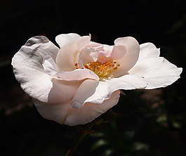 位圖 植物攝影 寫實花卉 花朵 數(shù)碼照片 免費素材