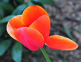 位圖 植物攝影 寫(xiě)實(shí)花卉 花朵 郁金香 免費(fèi)素材
