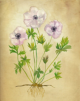 位圖 植物 寫意花卉 花朵 免費(fèi)素材
