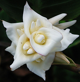 位圖 植物攝影 寫實(shí)花卉 花朵 數(shù)碼照片 免費(fèi)素材