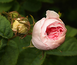 位圖 植物攝影 寫(xiě)實(shí)花卉 花朵 數(shù)碼照片 免費(fèi)素材