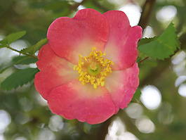 位圖 植物攝影 寫實花卉 花朵 數(shù)碼照片 免費素材