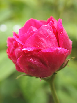 位圖 植物攝影 寫實(shí)花卉 花朵 數(shù)碼照片 免費(fèi)素材