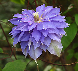 位圖 植物攝影 寫實(shí)花卉 花朵 數(shù)碼照片 免費(fèi)素材