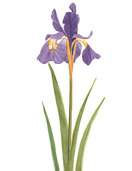 位圖 植物 寫意花卉 花朵 鳶尾 免費(fèi)素材