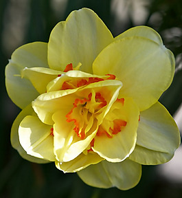 位圖 植物攝影 寫實(shí)花卉 花朵 數(shù)碼照片 免費(fèi)素材