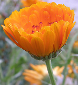 位圖 植物攝影 寫實(shí)花卉 花朵 菊花 免費(fèi)素材