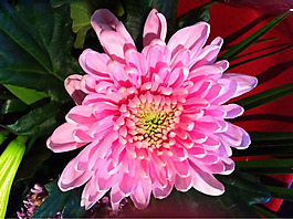 位圖 植物攝影 寫實(shí)花卉 花朵 菊花 免費(fèi)素材