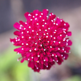 位圖 植物攝影 寫實(shí)花卉 花朵 數(shù)碼照片 免費(fèi)素材